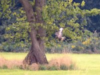 Maeusebussard (Buteo buteo) 03
